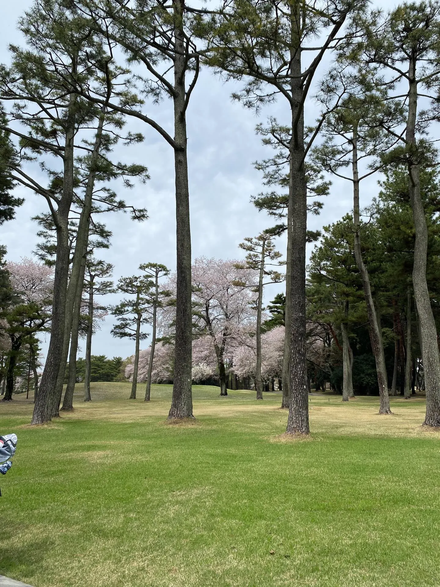 桜の季節は、特別なひとときを私たちにもたらしてくれます🌸。